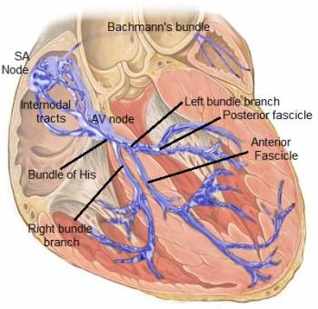 Cardiac Conduction System