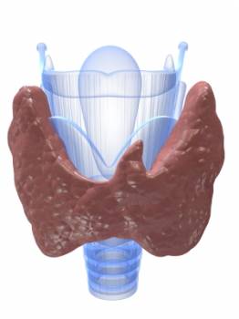 Thyroid Diseases