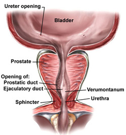 prostate gland